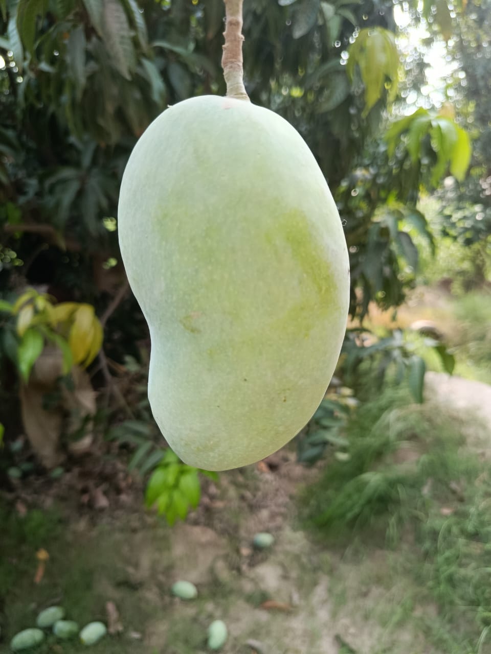 Multani Chaunsa Premium MultaniMangoes (The King of Mangoes)
