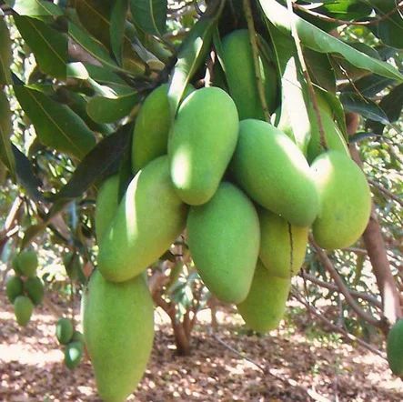 Dusehri Premium MultaniMango (Export Quality)