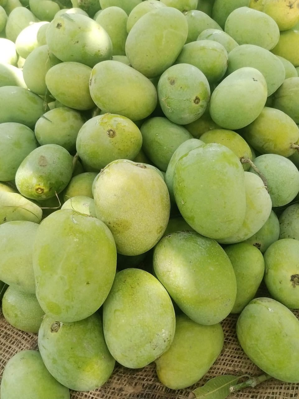 Anwar Ratol Premium Multani Mangoes (Export Quality)