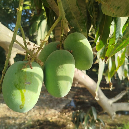 Anwar Ratol Premium Multani Mangoes (Export Quality)