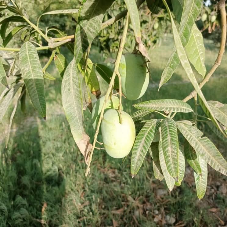 Anwar Ratol Premium Multani Mangoes (Export Quality)