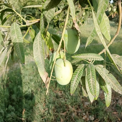 Anwar Ratol Premium Multani Mangoes (Export Quality)