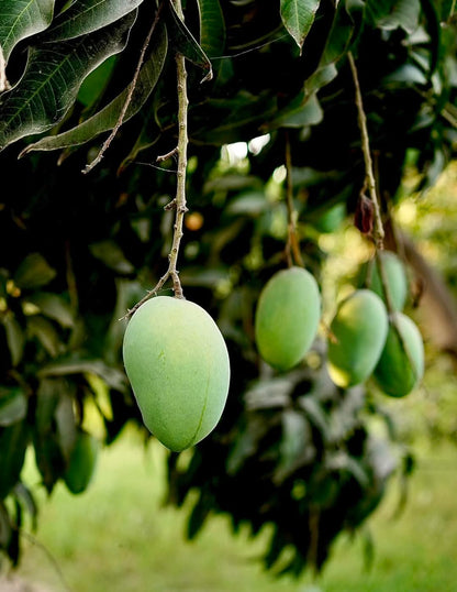 Anwar Ratol Premium Multani Mangoes (Export Quality)