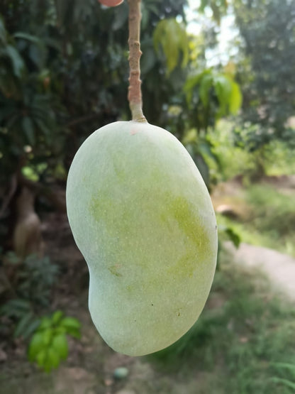 Multani Chaunsa Premium MultaniMangoes (The King of Mangoes)