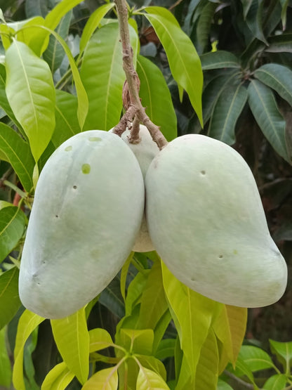 Multani Chaunsa Premium MultaniMangoes (The King of Mangoes)