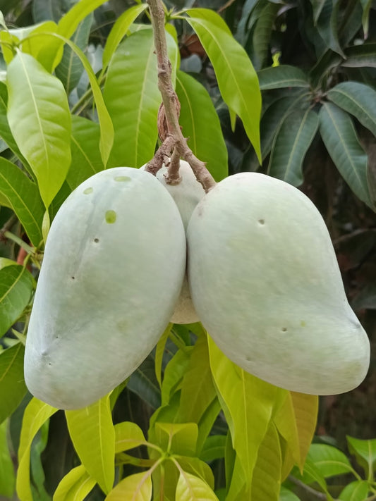 Multani Chaunsa Premium MultaniMangoes (The King of Mangoes)
