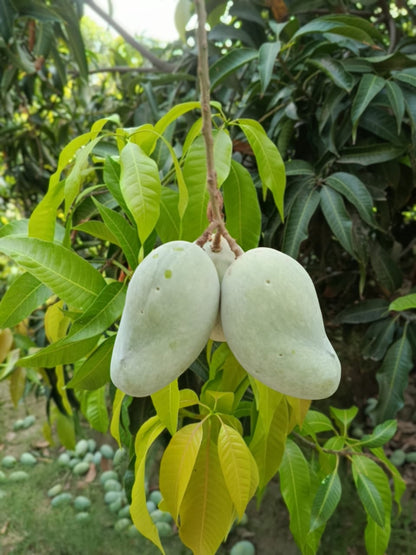 Multani Chaunsa Premium MultaniMangoes (The King of Mangoes)