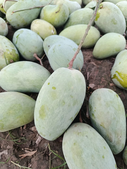 Multani Chaunsa Premium MultaniMangoes (The King of Mangoes)