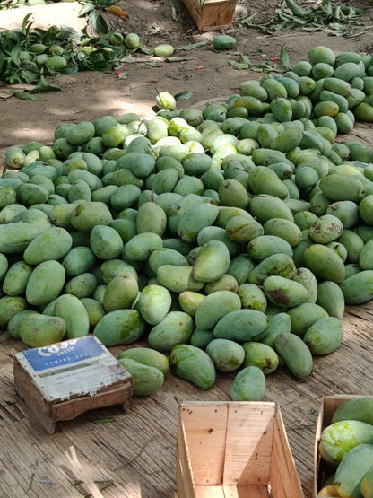 Multani Chaunsa Premium MultaniMangoes (The King of Mangoes)