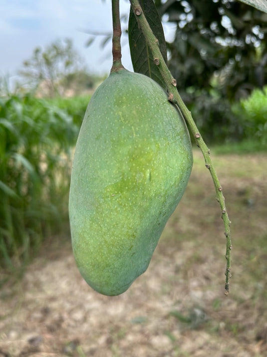 Premium Multani Sindhri Mangoes (The Honey Mango)