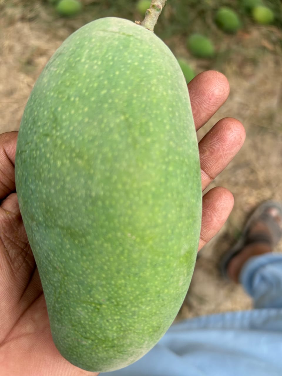 Premium Multani Sindhri Mangoes (The Honey Mango)