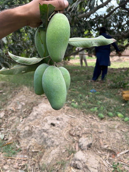 Premium Multani Sindhri Mangoes (The Honey Mango)