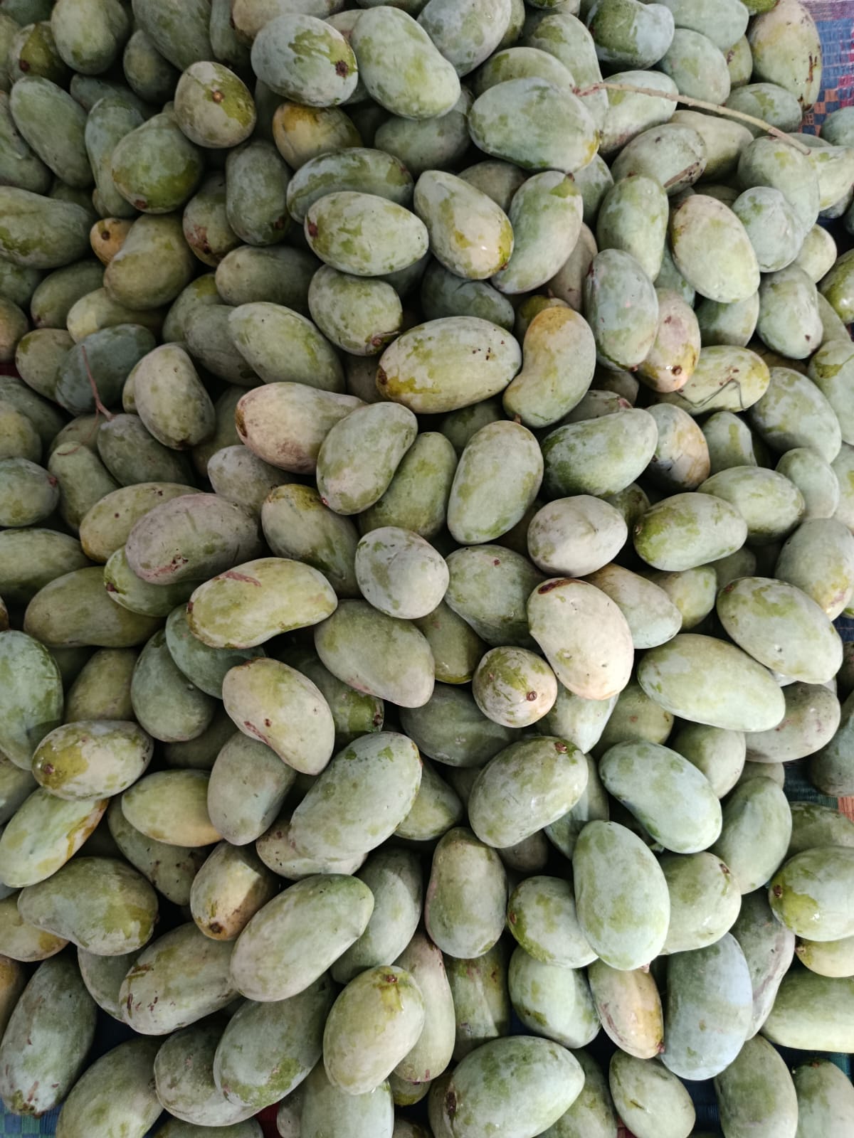Premium Multani Sindhri Mangoes (The Honey Mango)