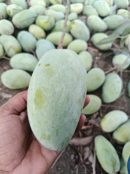 Premium Multani Sindhri Mangoes (The Honey Mango)