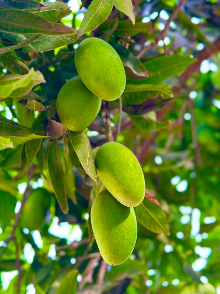 Dusehri Premium MultaniMango (Export Quality)
