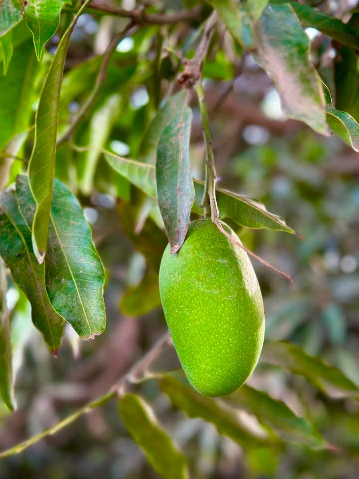 Dusehri Premium MultaniMango (Export Quality)