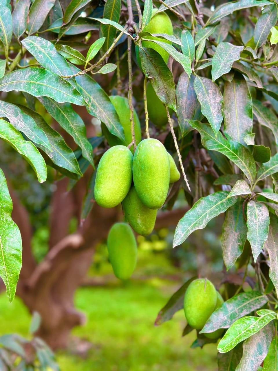 Dusehri Premium MultaniMango (Export Quality)