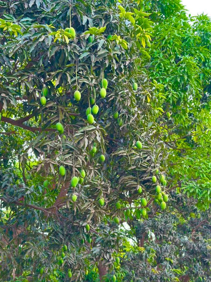 Dusehri Premium MultaniMango (Export Quality)