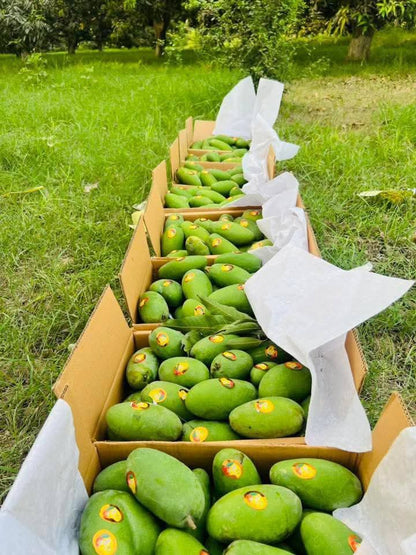 Dusehri Premium MultaniMango (Export Quality)
