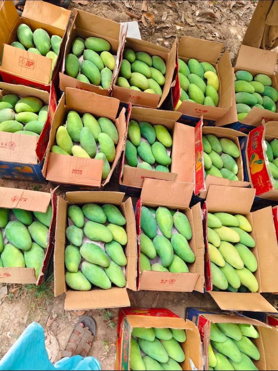 Dusehri Premium MultaniMango (Export Quality)