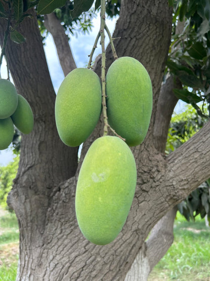 Dusehri Premium MultaniMango (Export Quality)