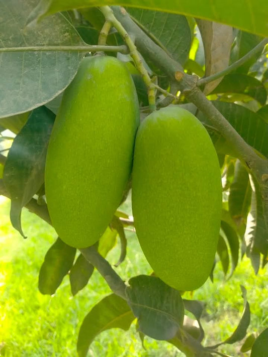 Dusehri Premium MultaniMango (Export Quality)