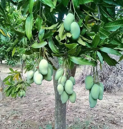 Dusehri Premium MultaniMango (Export Quality)