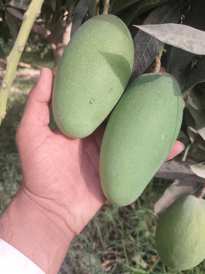 Dusehri Premium MultaniMango (Export Quality)