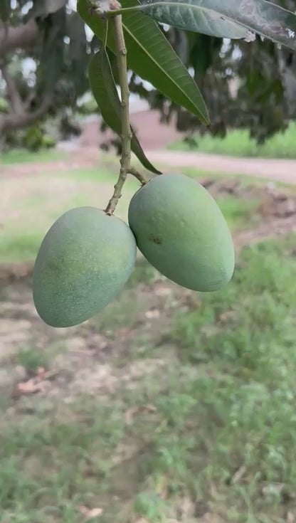 Anwar Ratol Premium Multani Mangoes (Export Quality)